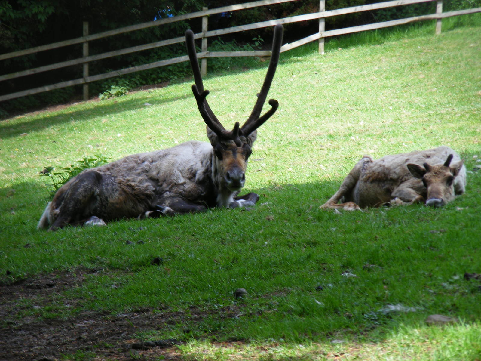 Reindeer at Edinburgh Zoo, 21 May 2010