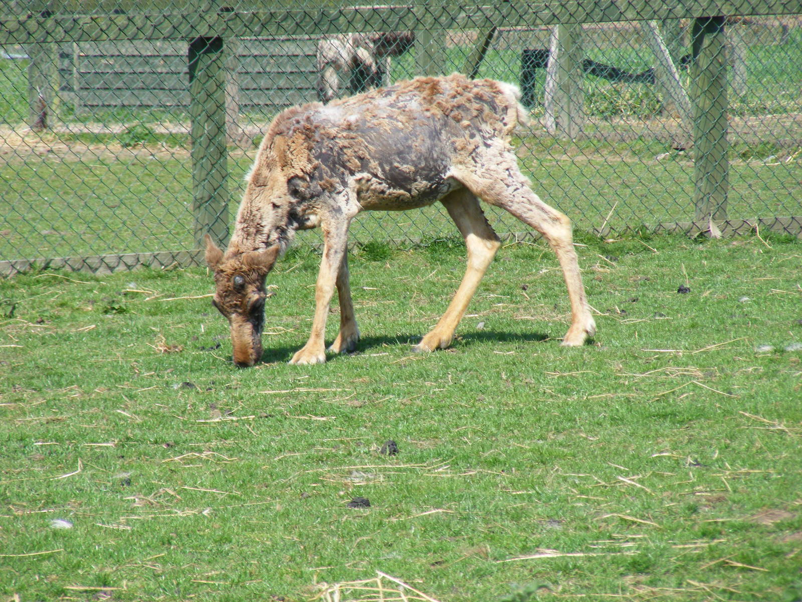 Reindeer at Fife Animal Park, 18 May 2010