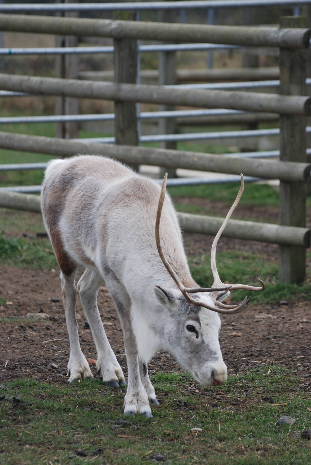 Reindeer at Hamerton, 08/10/11