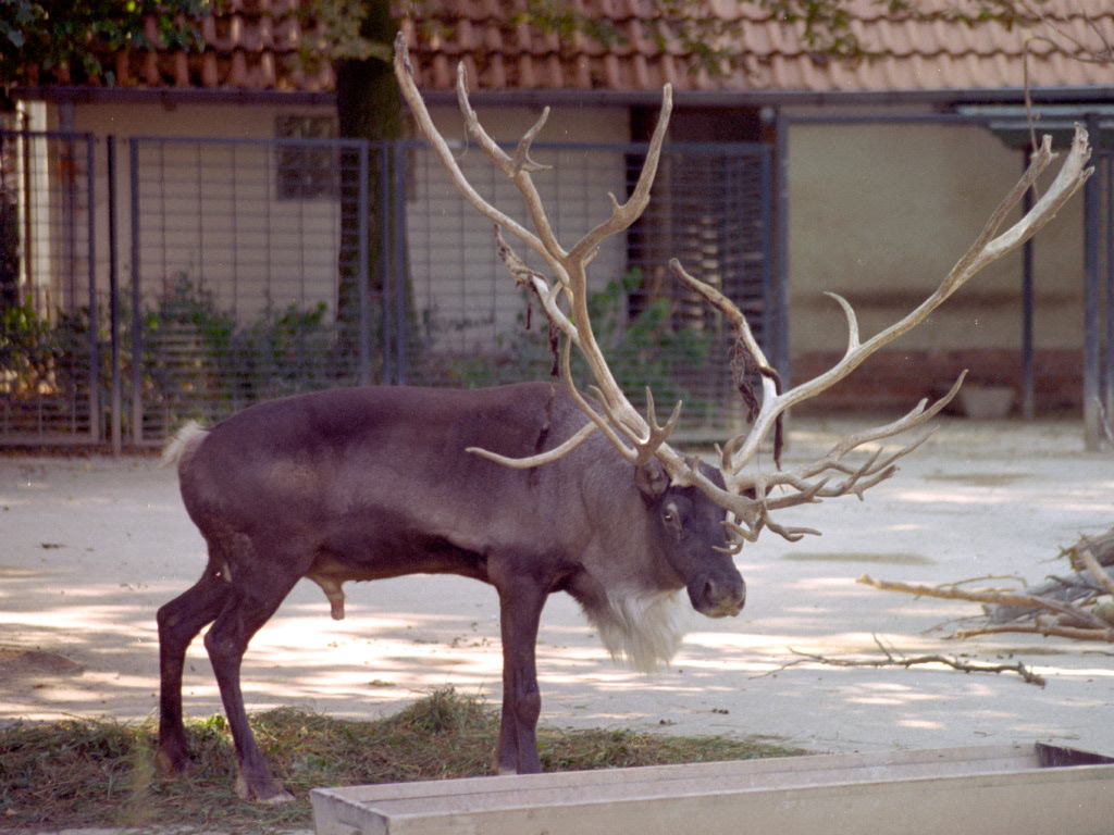 Reindeer at Magdeburg 09/09/2005