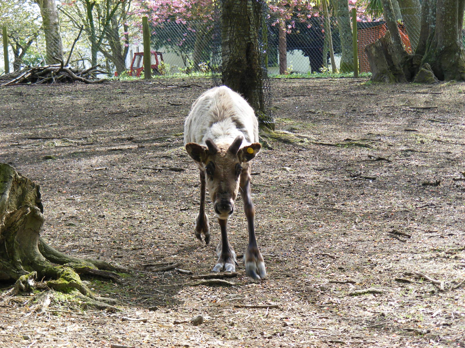 Reindeer at Manor House Wildlife Park, 2 May 2010