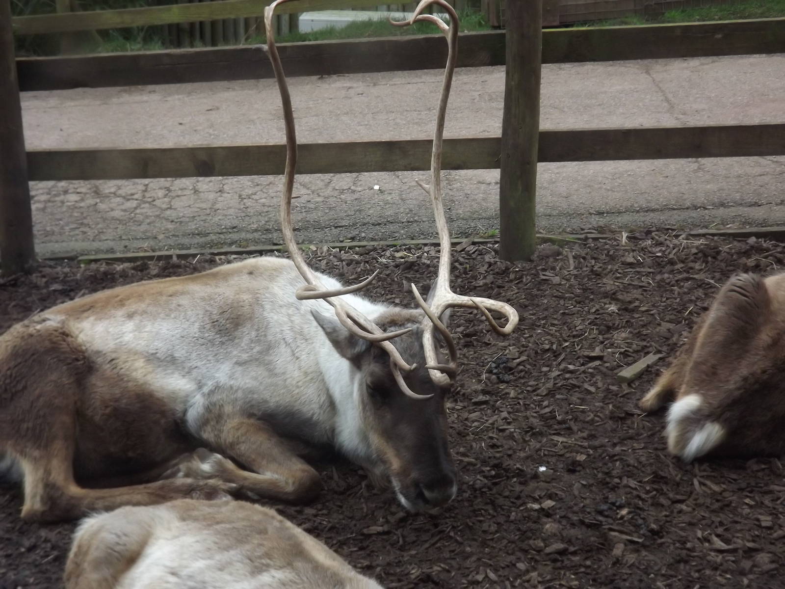 Reindeer at South Lakes WAP 26/11/11