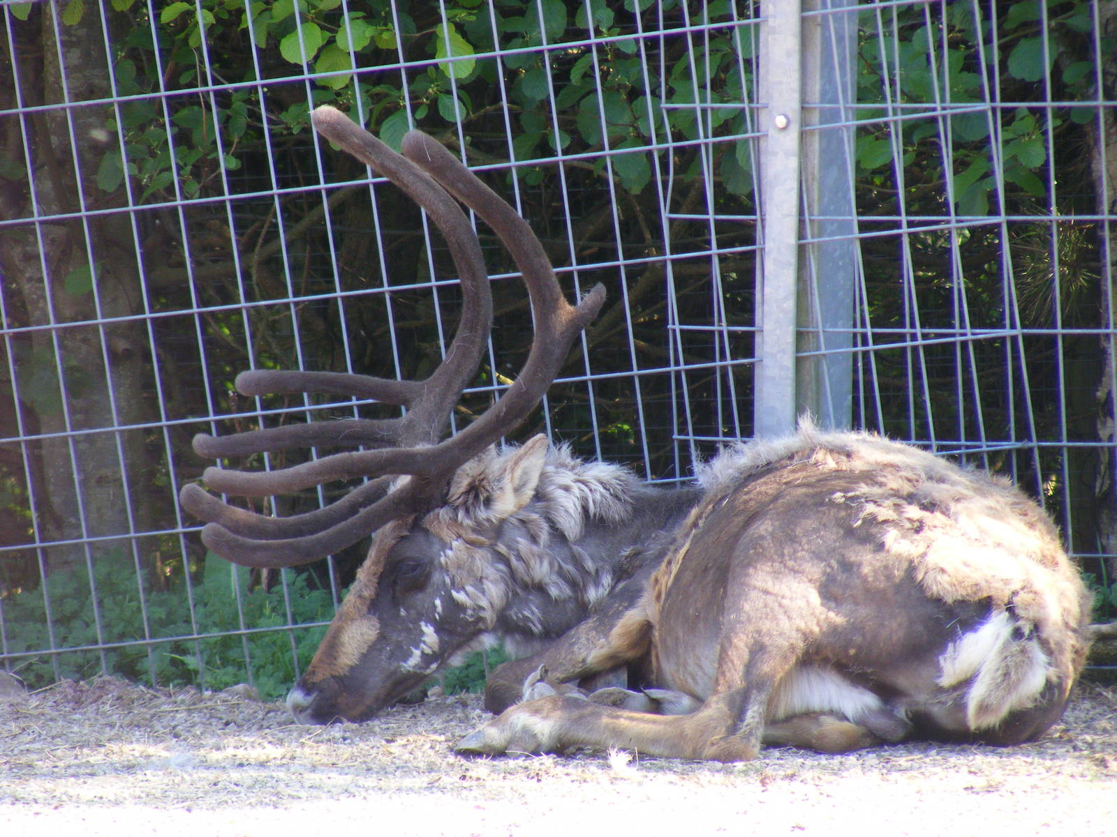 Reindeer at South Lakes Wild Animal Park, 23 May 2010