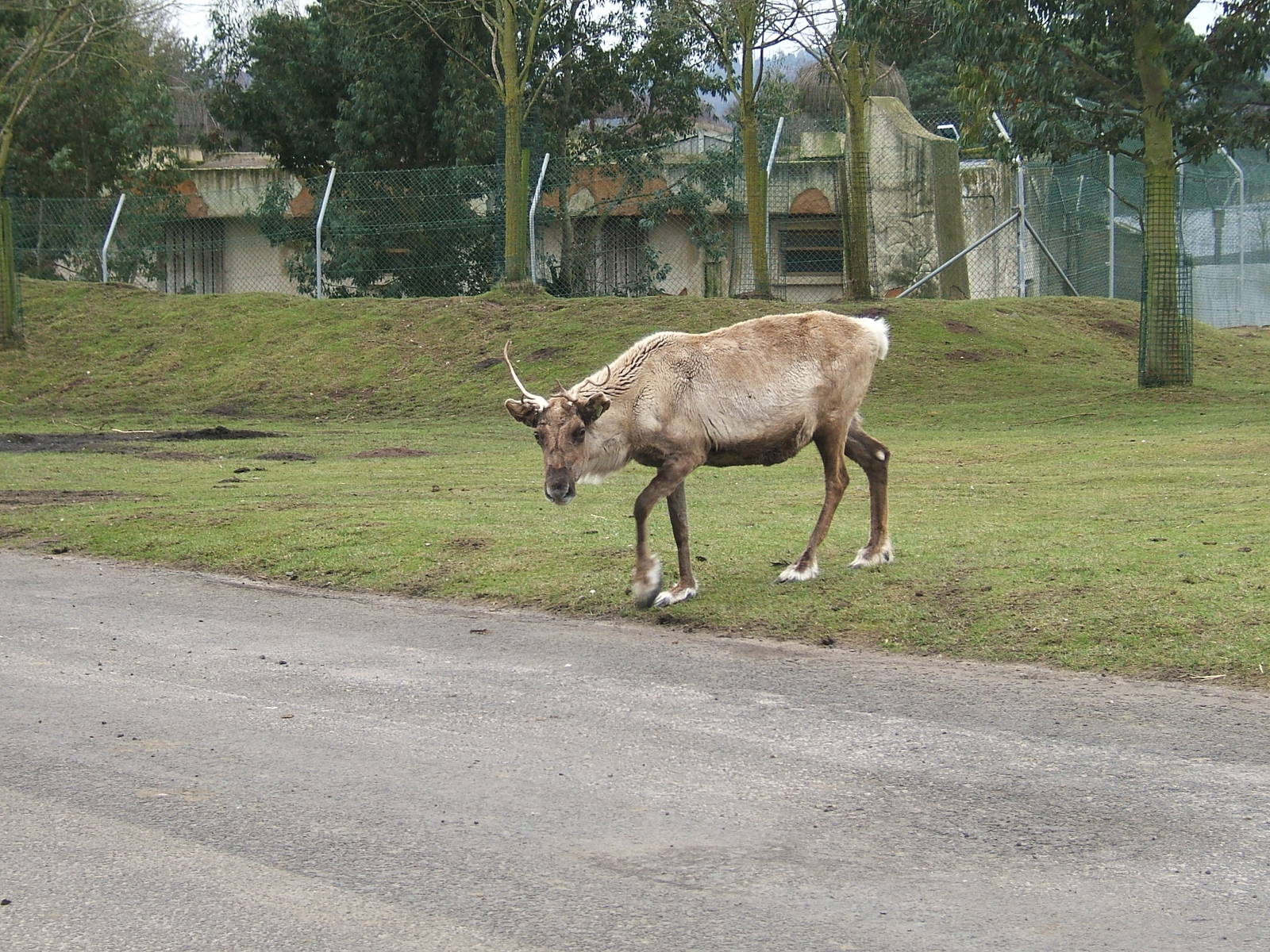 Reindeer at West Midland Safari Park, 13 February 2010