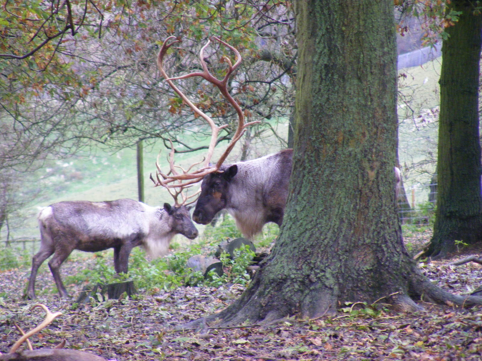 Reindeer at Whipsnade Zoo, 11 November 2010