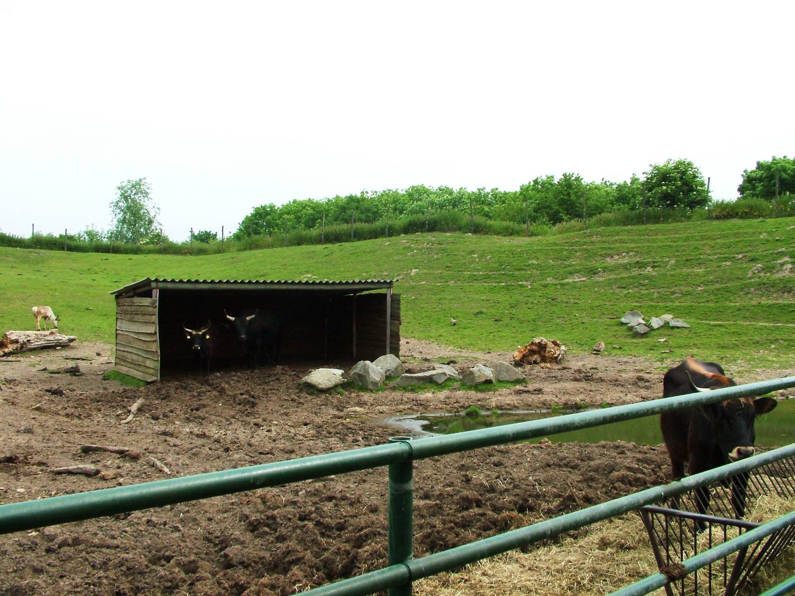 Reindeer/'Aurochs' Paddock at Dierenrijk, 31/05/12