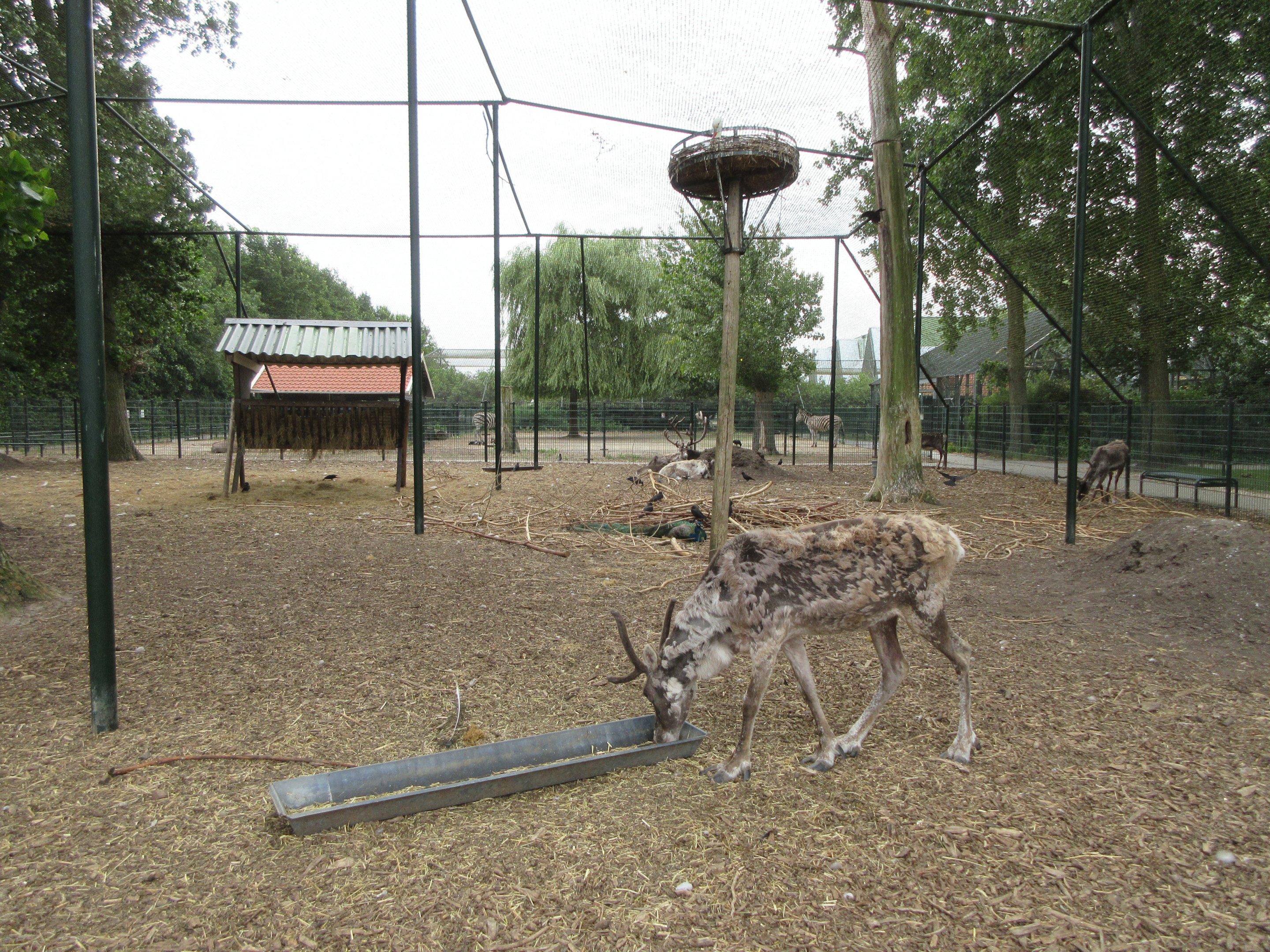 Reindeer Aviary