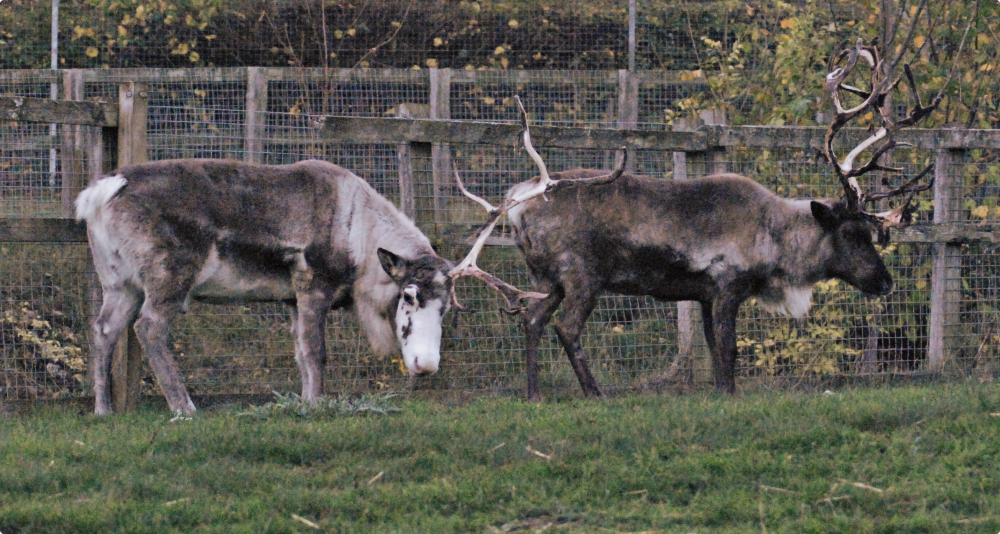 Reindeer - Beale Wildlife Park 2022