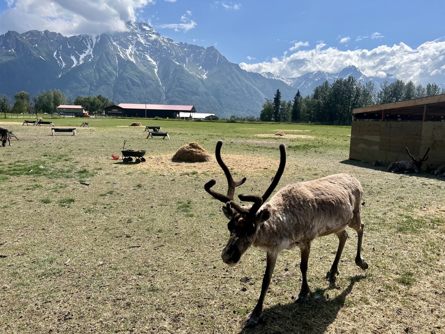 Reindeer below Pioneer Peak