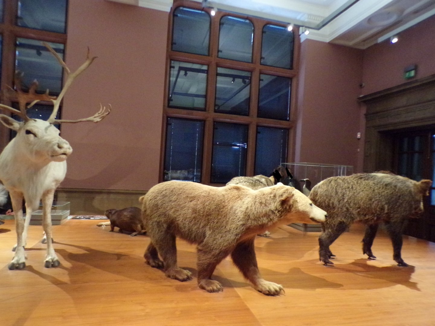 Reindeer, Brown bear and wild boar (taken in Kelvingrove museum) 12.2.24