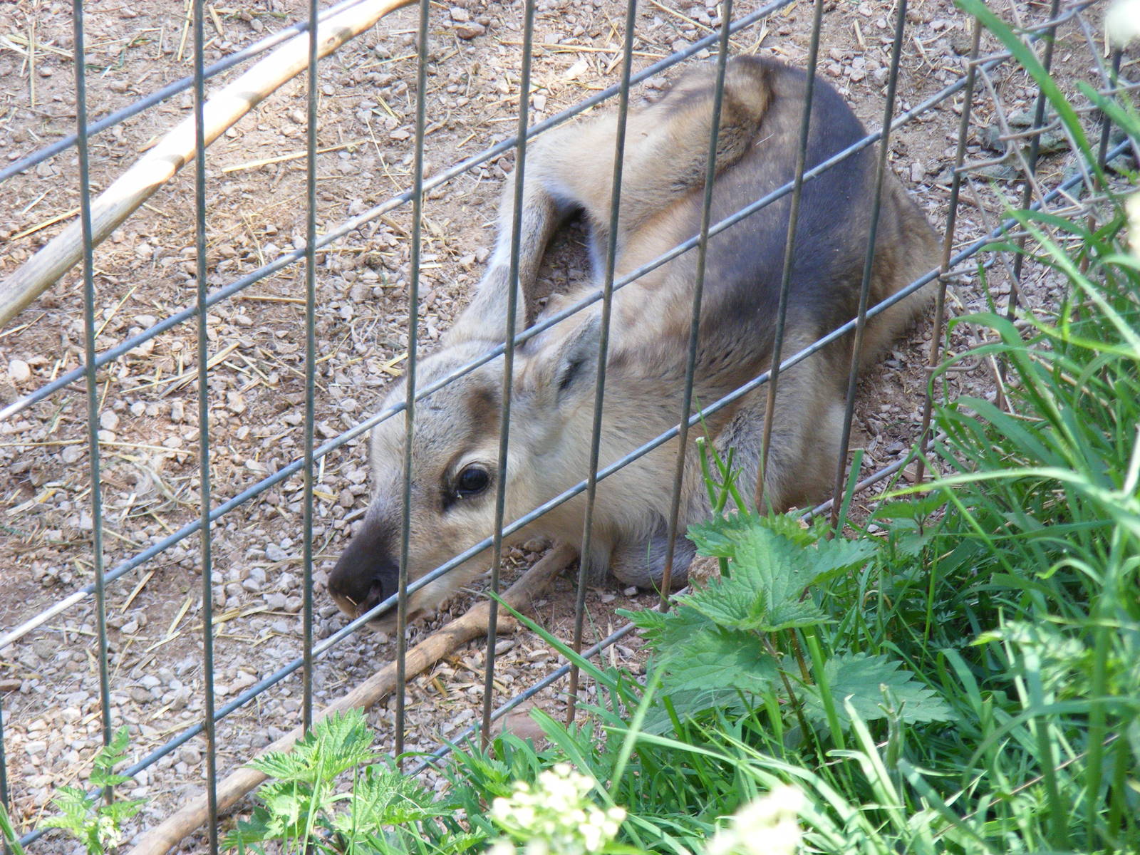 Reindeer calf at South Lakes Wild Animal Park, 23 May 2010