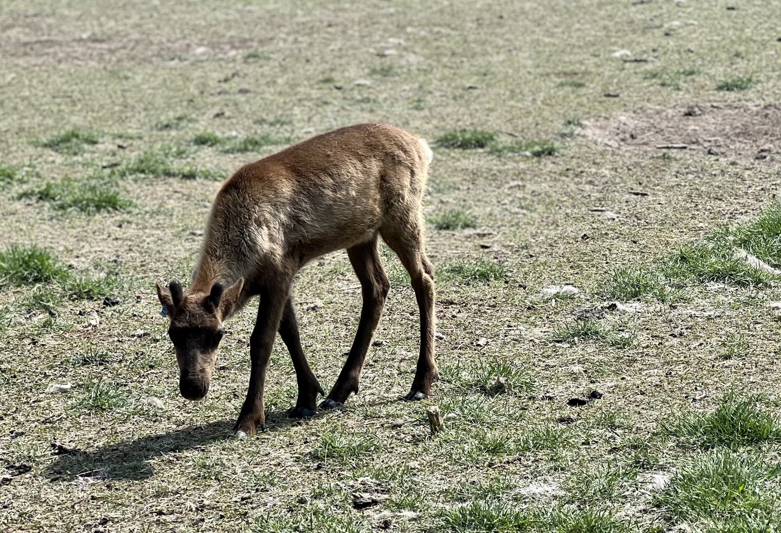 Reindeer calf