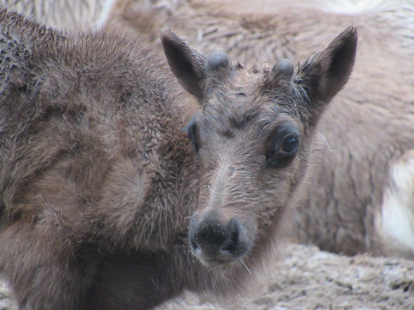 Reindeer Calf