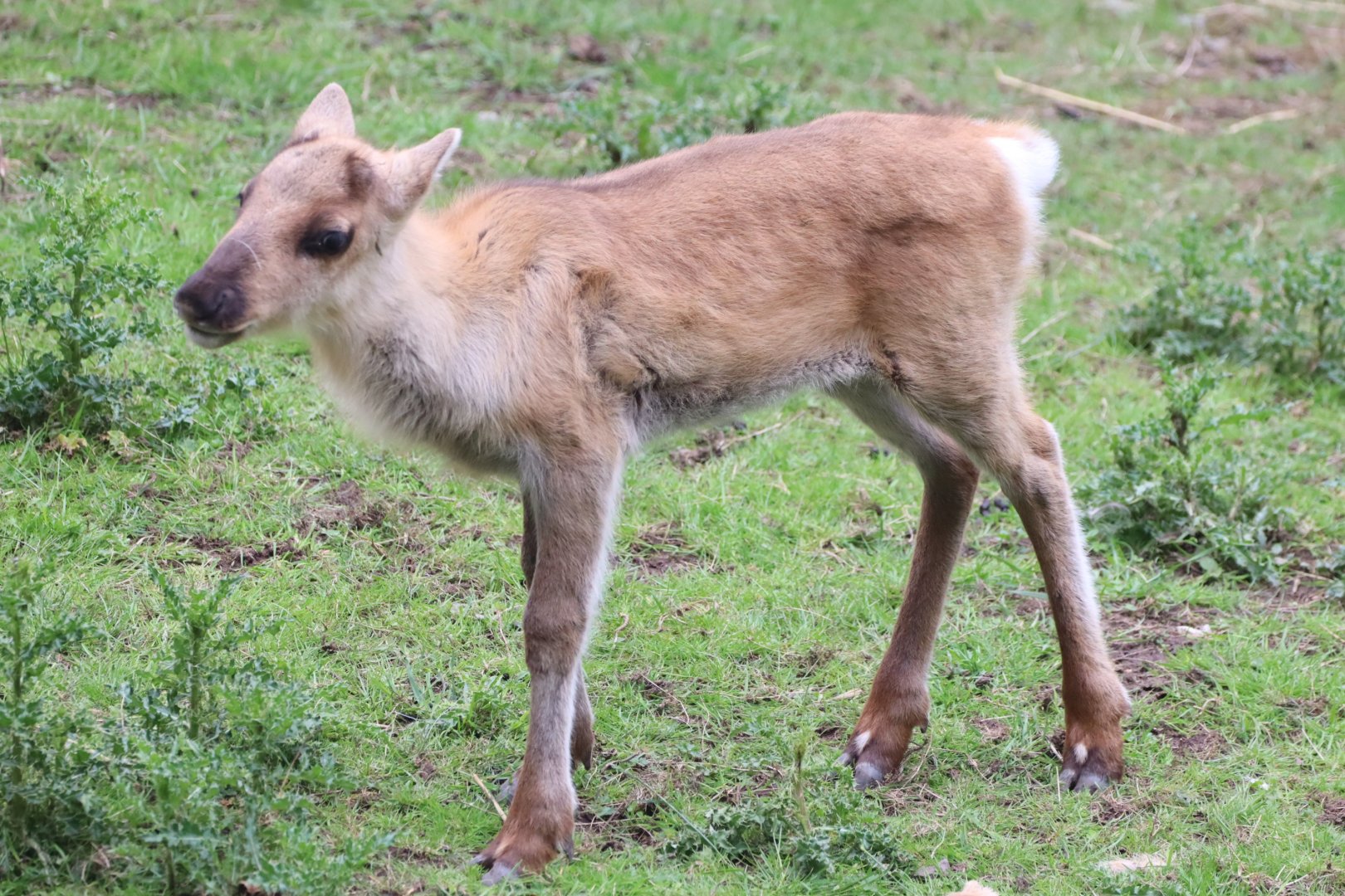 Reindeer Calf