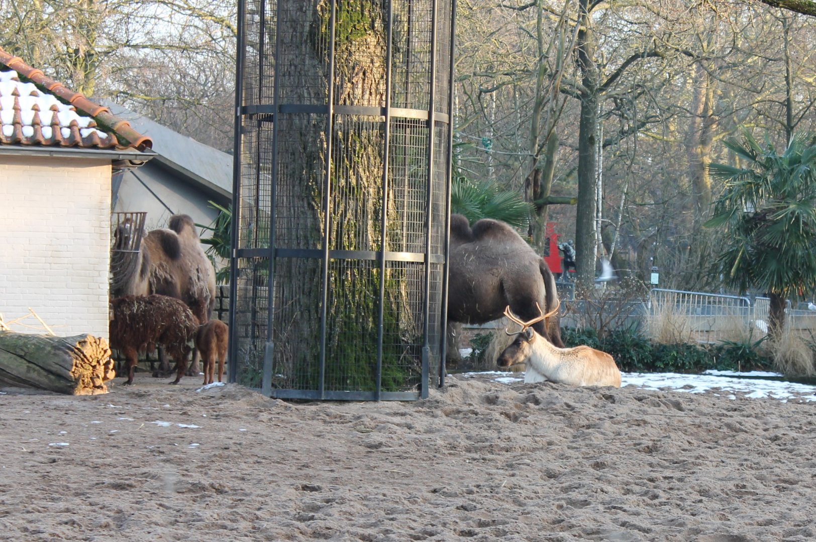 Reindeer - camels and alpacas