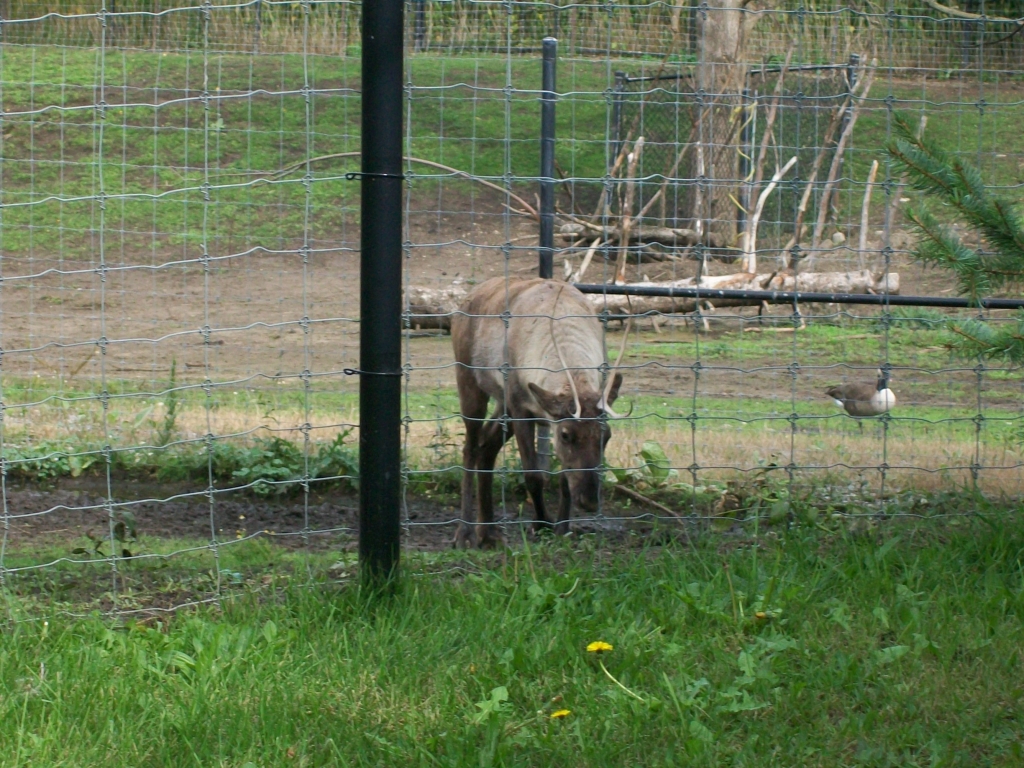 Reindeer/caribou? (2021)