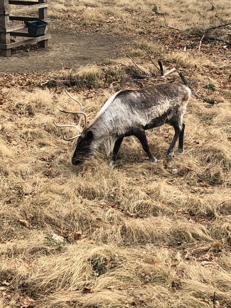 Reindeer/Caribou