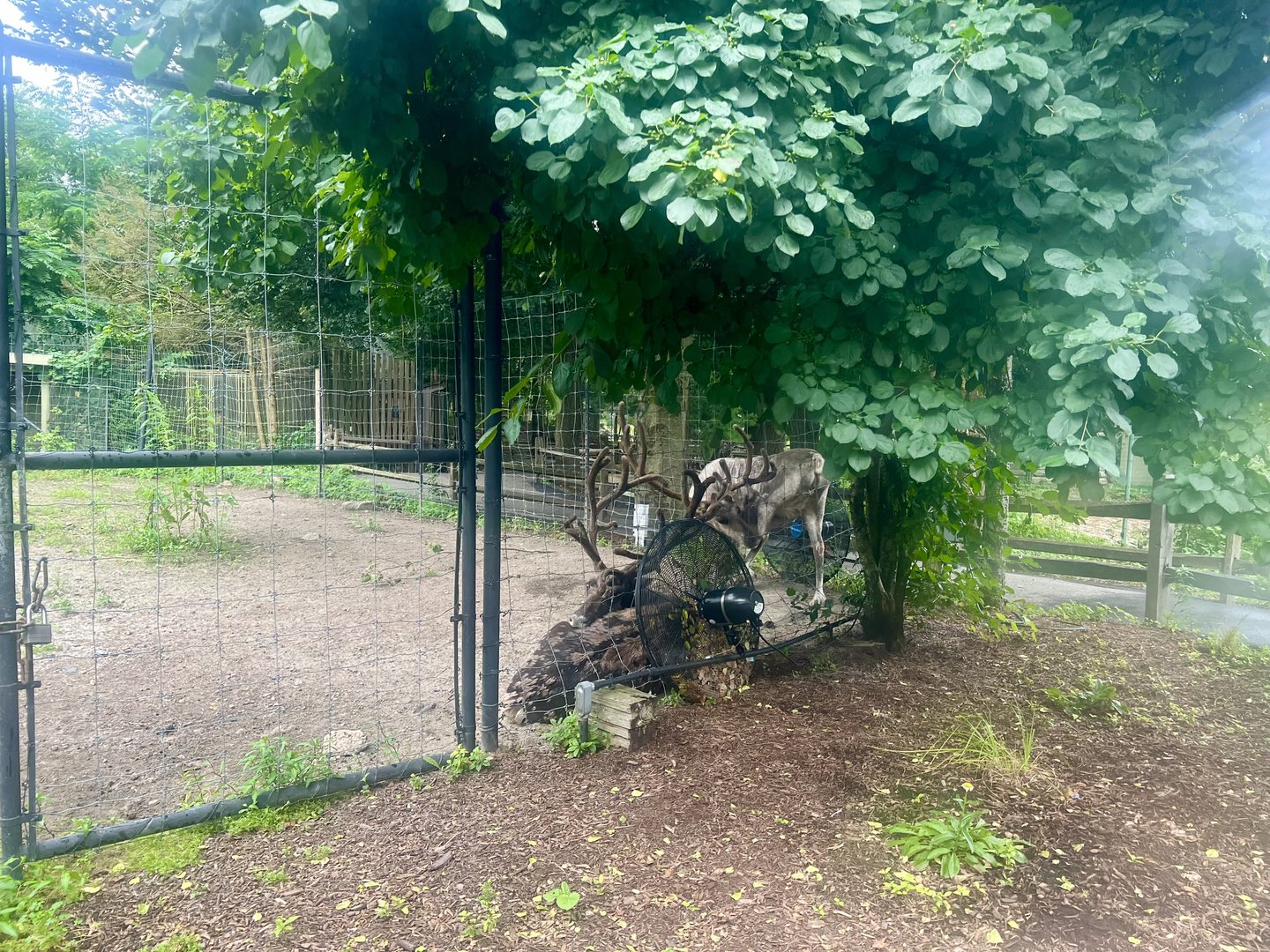 Reindeer cooling off by fan
