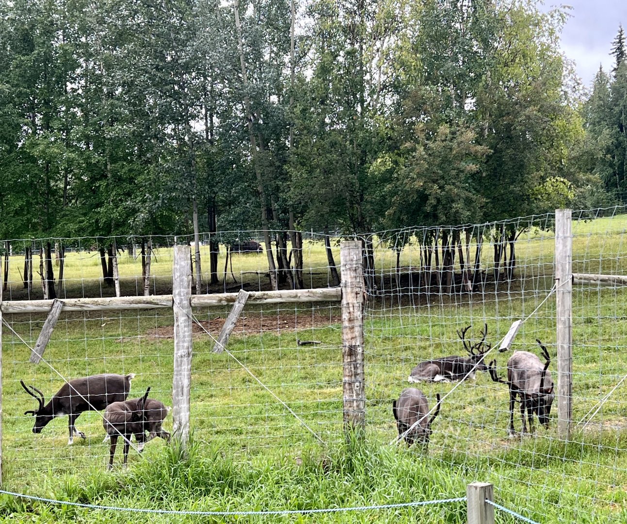 Reindeer cows and calves