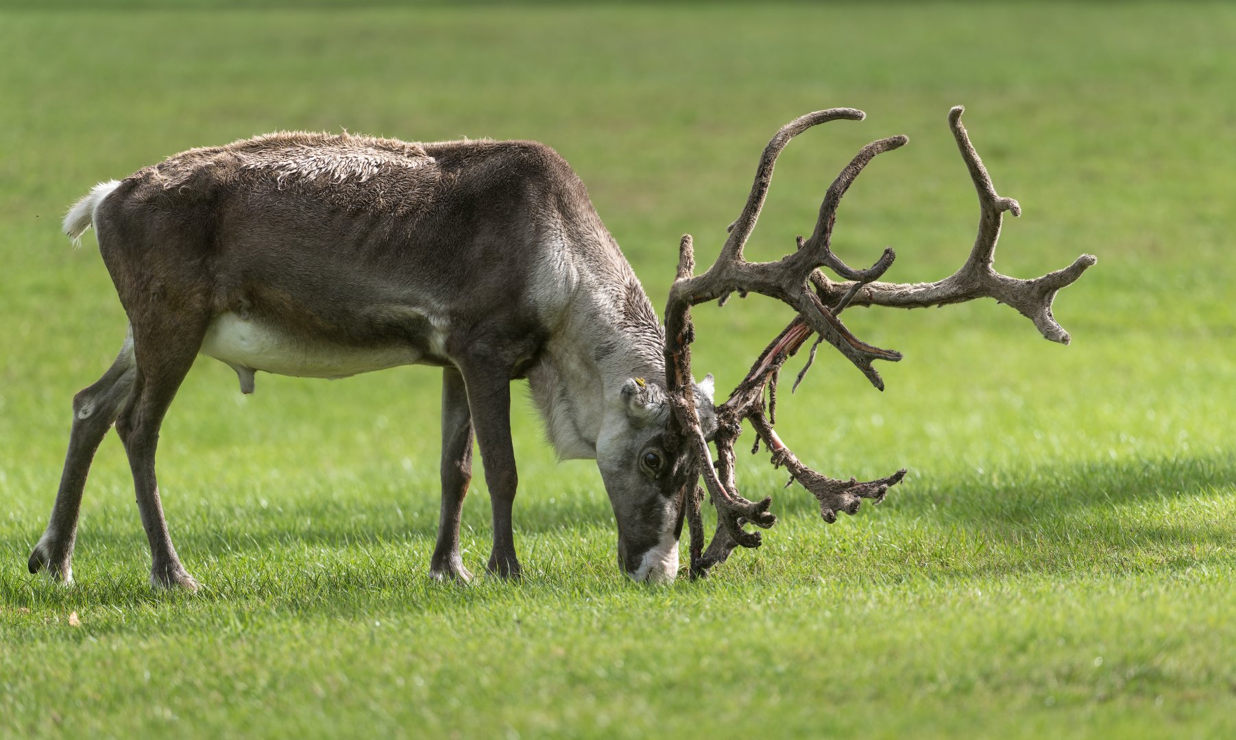 Reindeer, CWP, UK