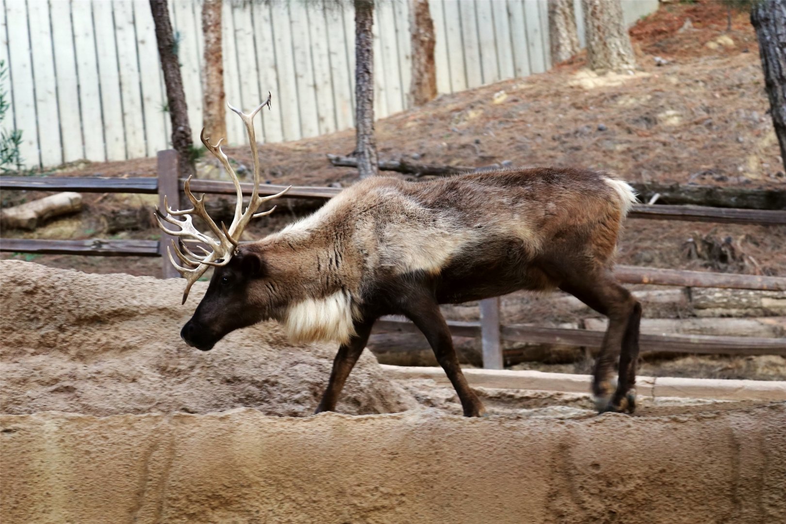 Reindeer, December 2015
