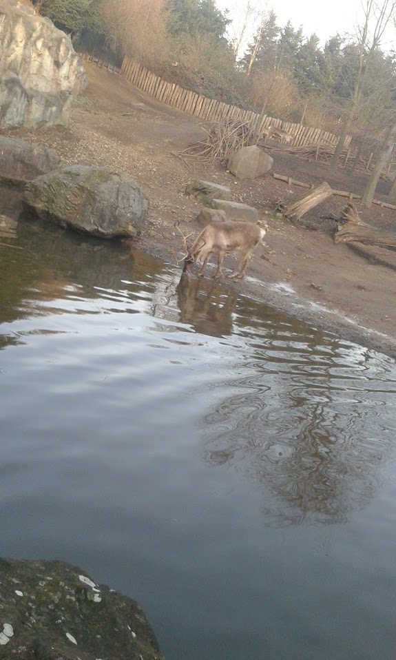 Reindeer drinking