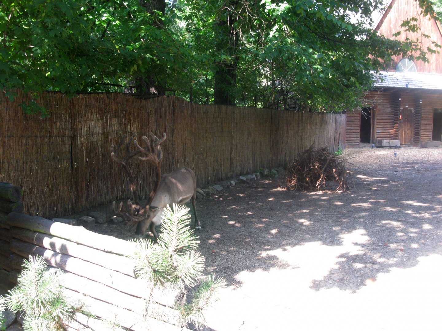 Reindeer enclosure - 08.2013