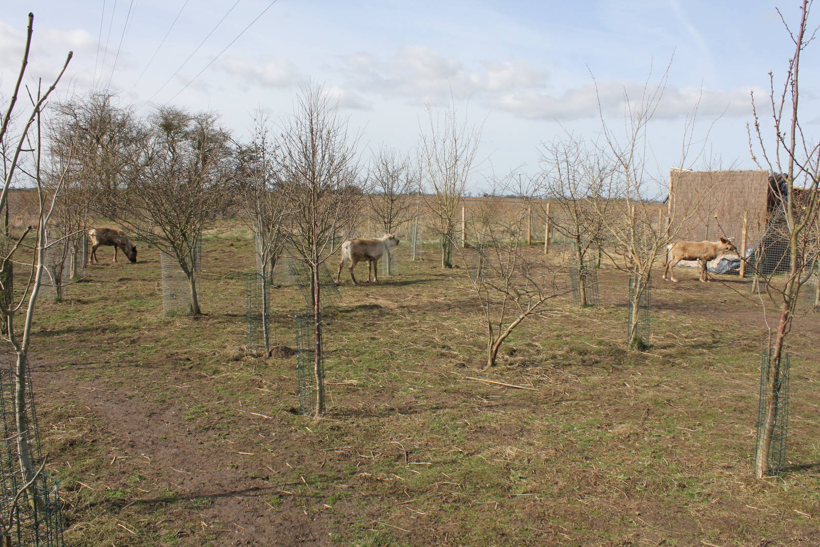 Reindeer enclosure. 2-4-15