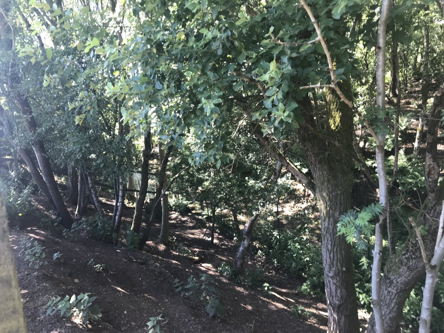 Reindeer enclosure (2)