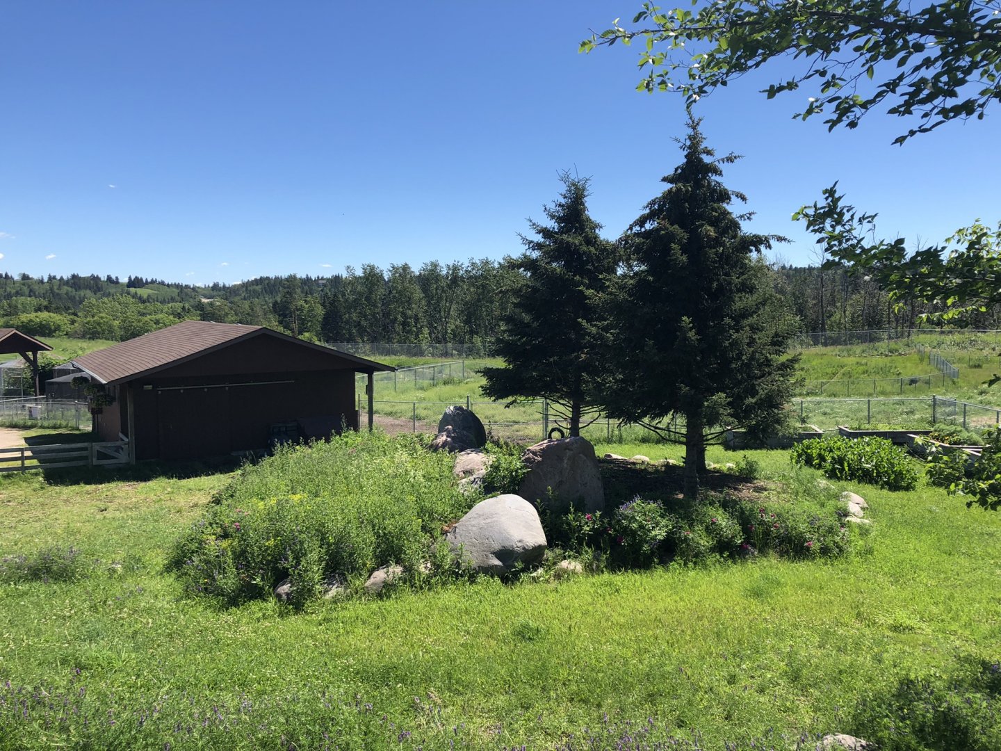 Reindeer Enclosure at Edmonton Valley Zoo (July 2022)