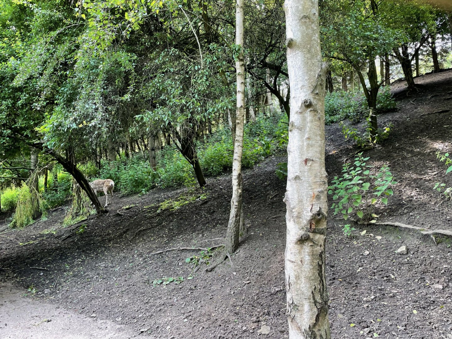 Reindeer Enclosure at Ponderosa Zoo (July 2021)