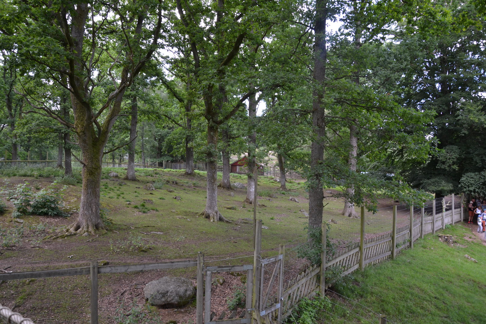 Reindeer enclosure at Skånes djurpark