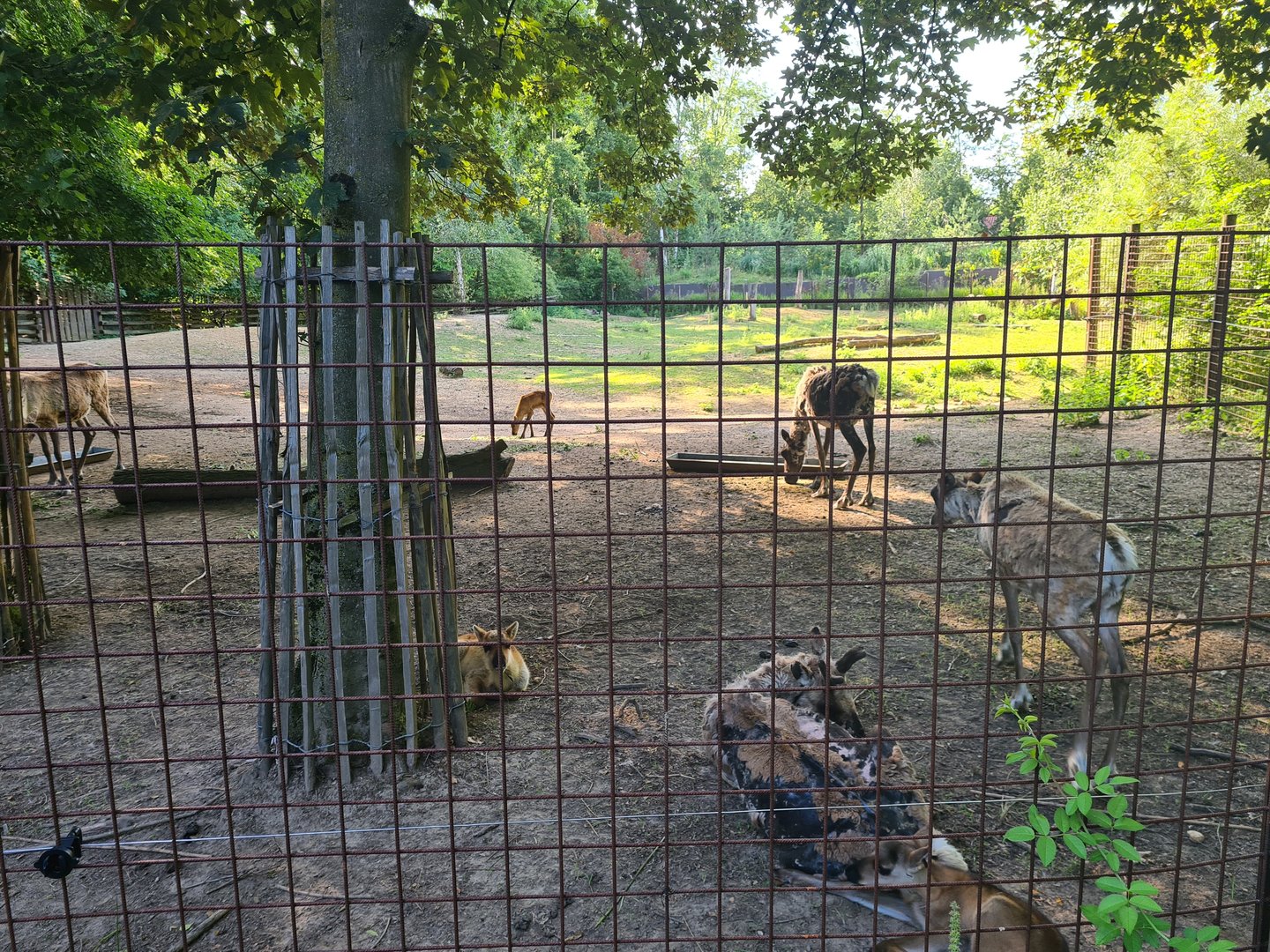 Reindeer enclosure seen from the exit route