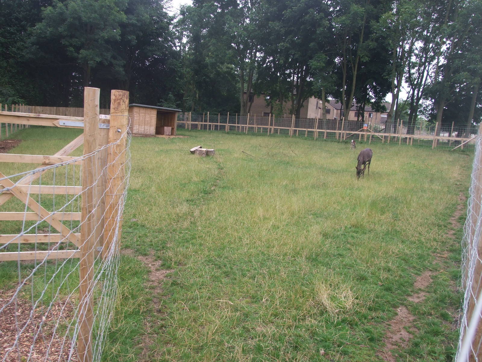 Reindeer Enclosure