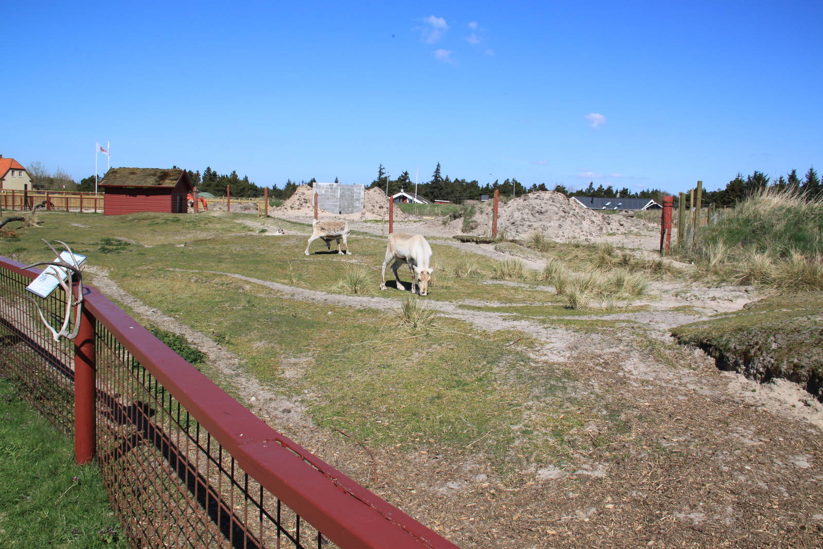 Reindeer Enclosure