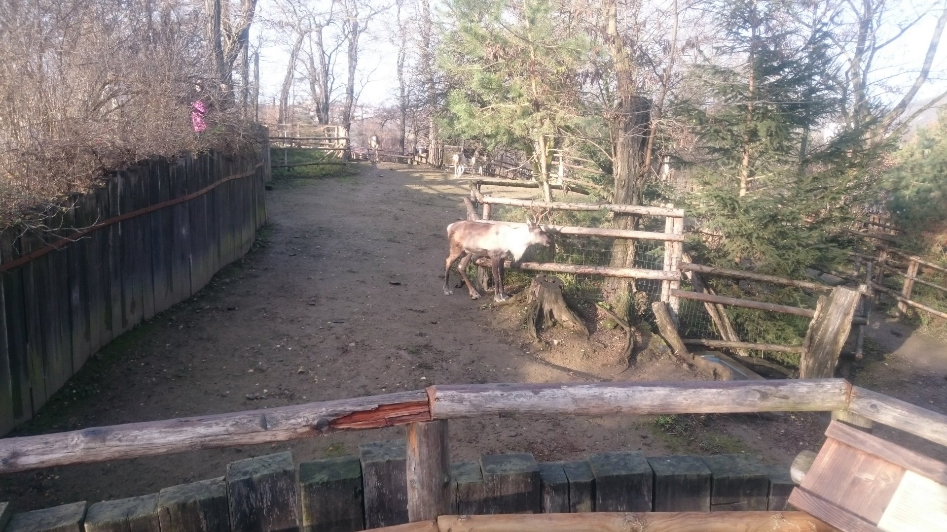 Reindeer-enclosure