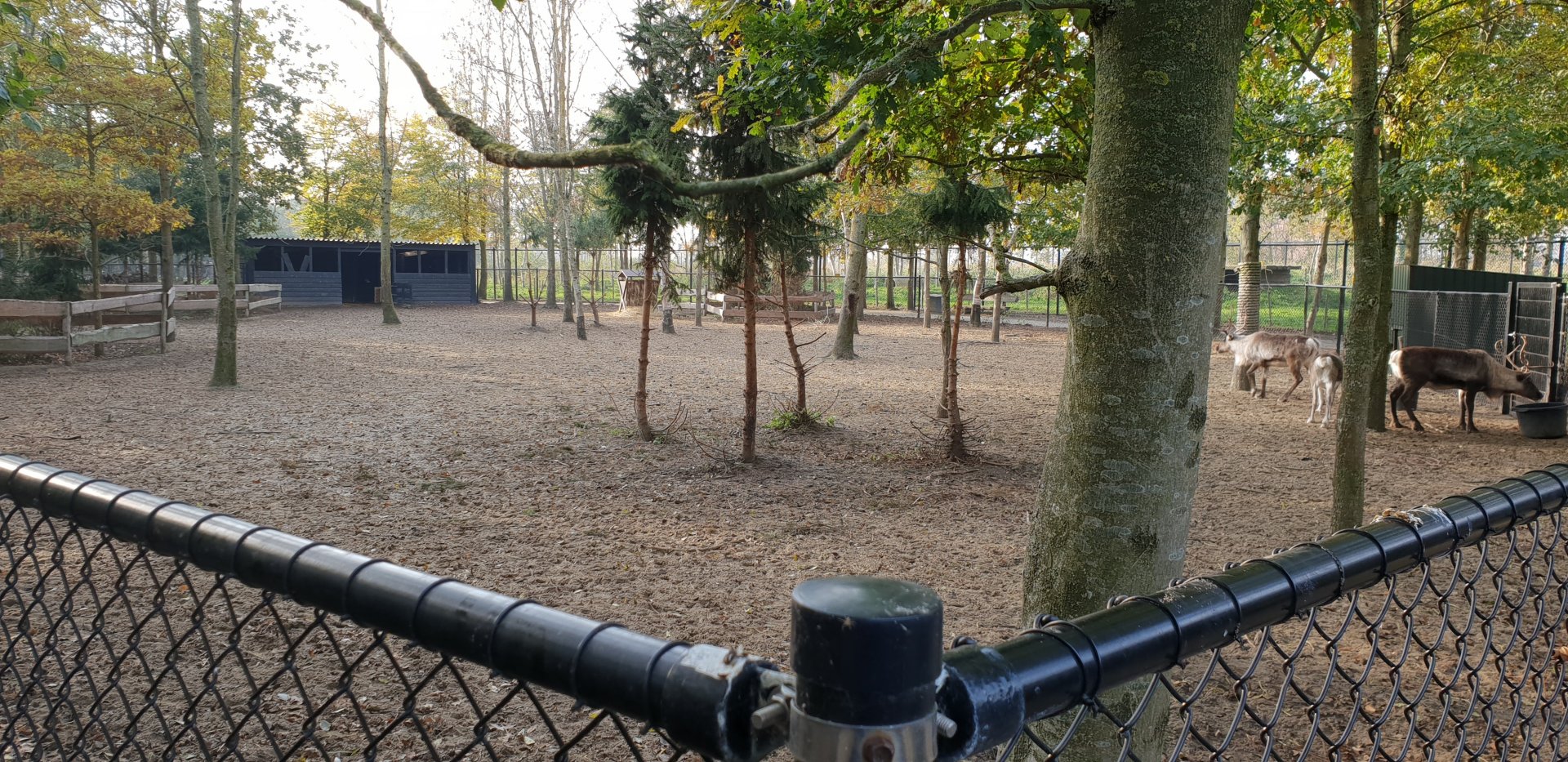 Reindeer-enclosure
