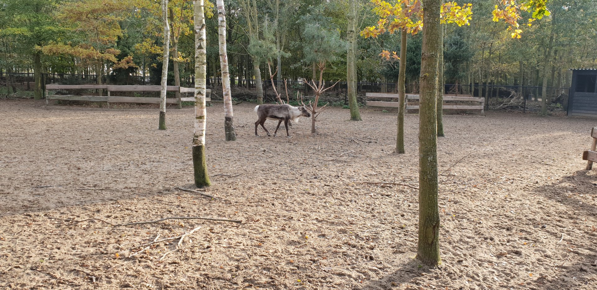 Reindeer-enclosure