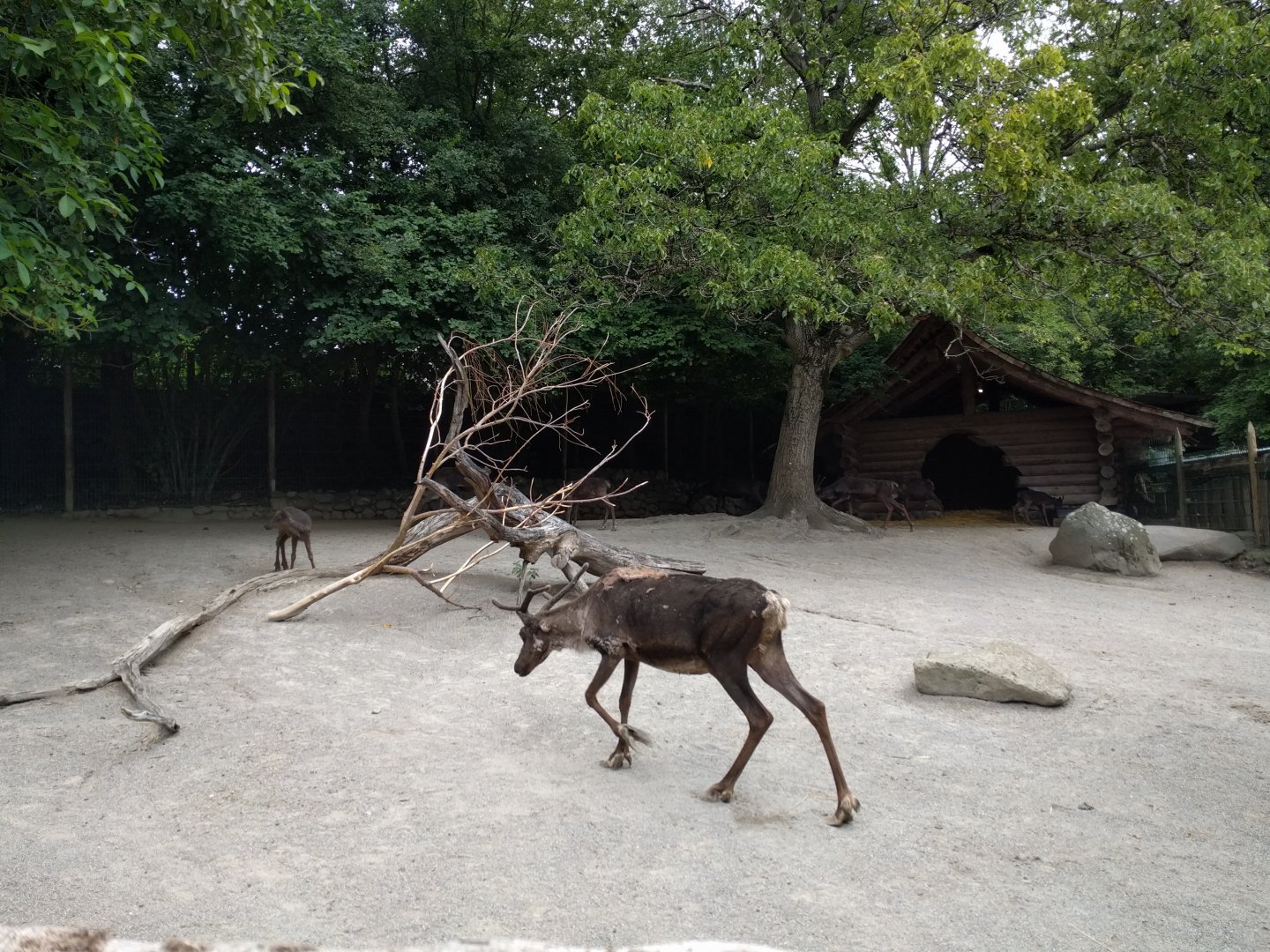 Reindeer Enclosure