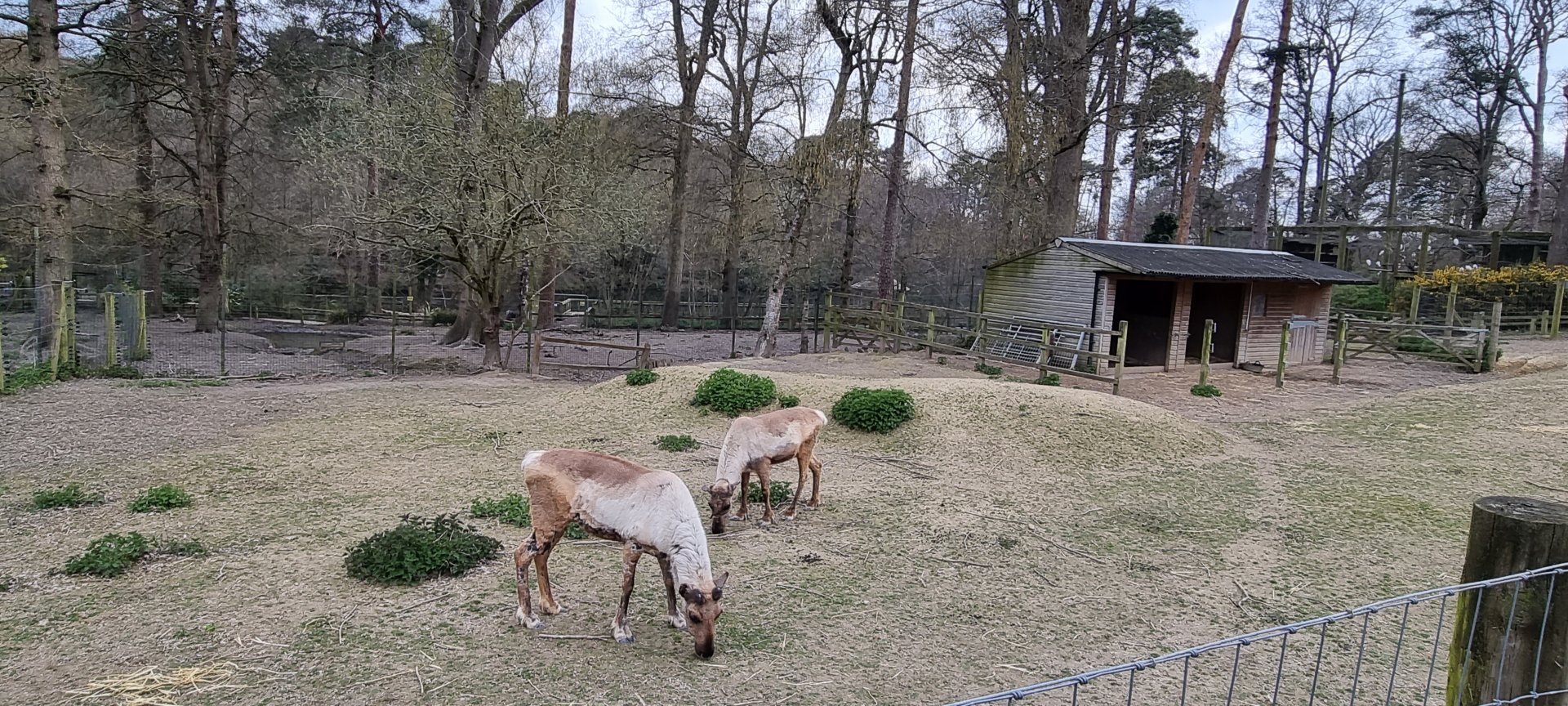 Reindeer enclosure