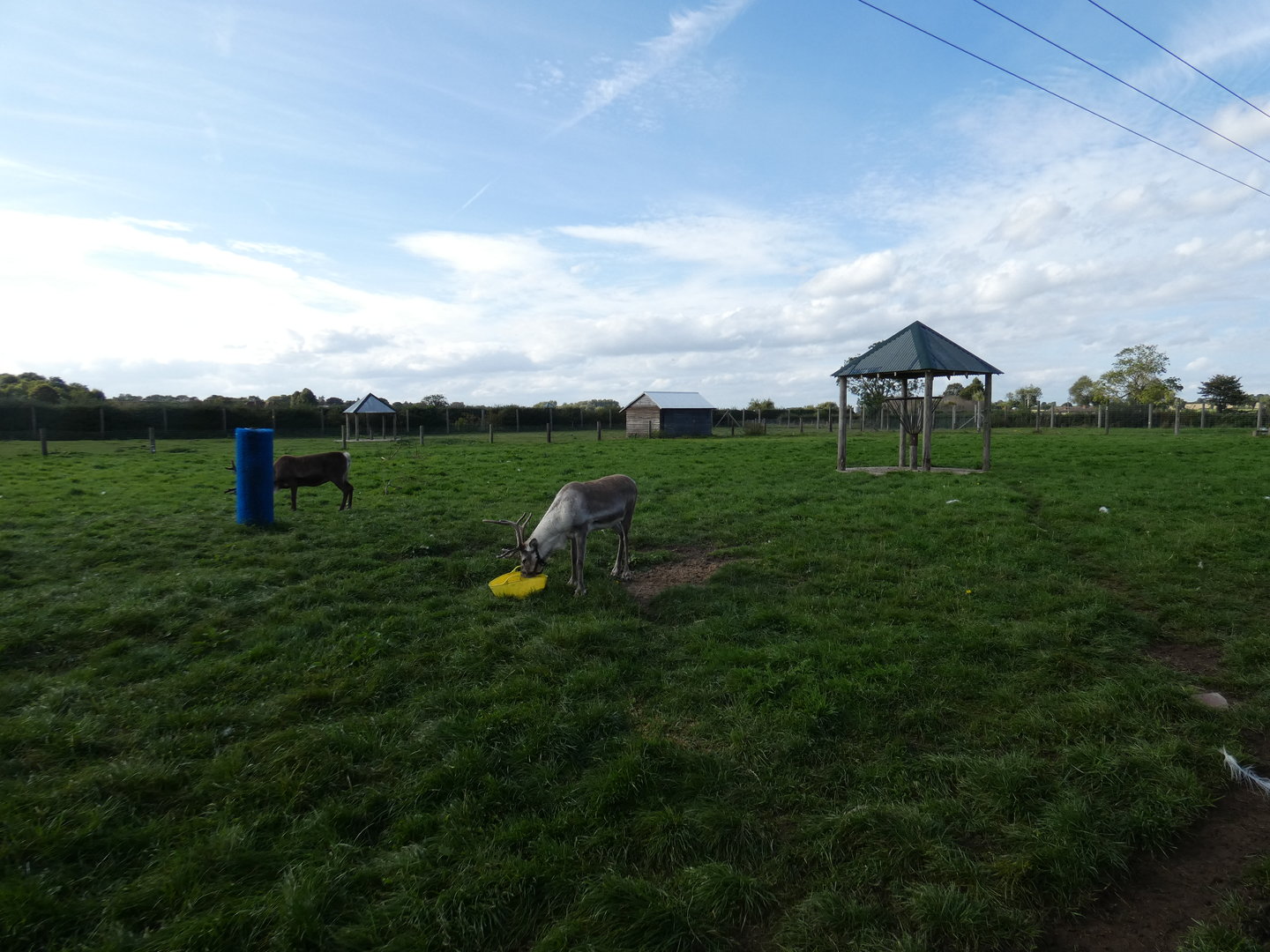 Reindeer enclosure