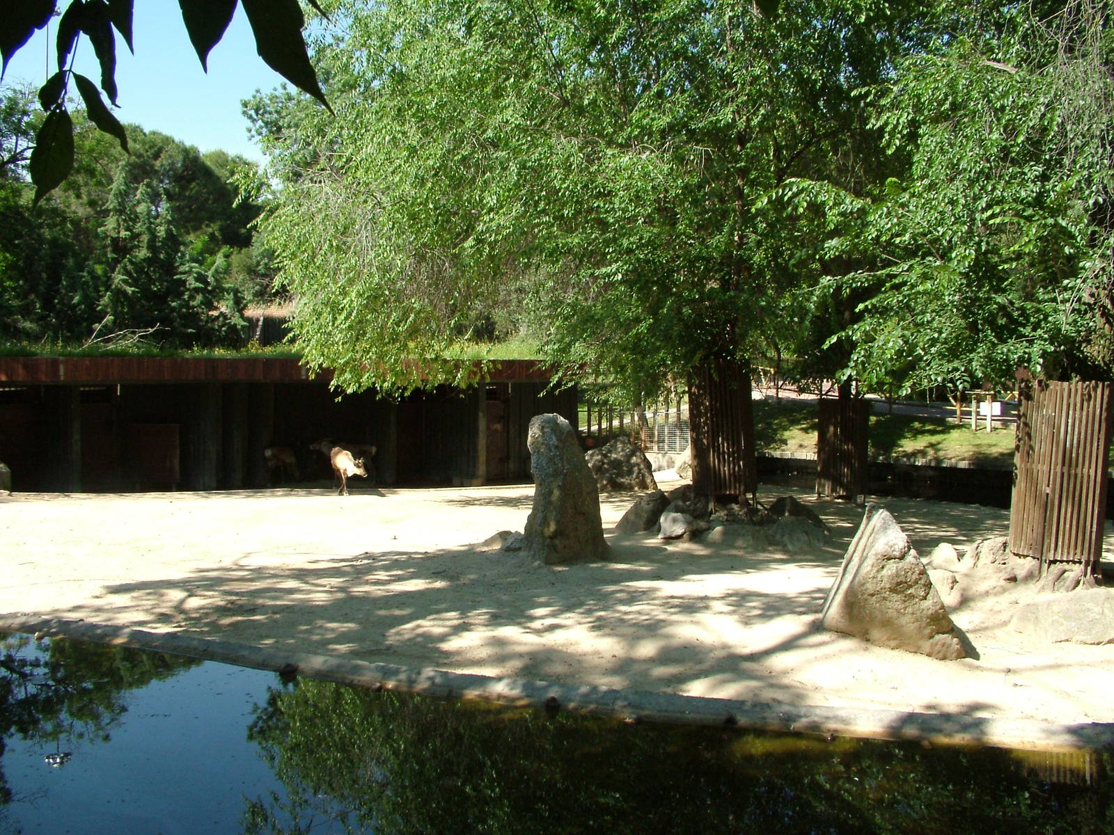 Reindeer Exhibit at Madrid Zoo Aquarium, 26/05/11