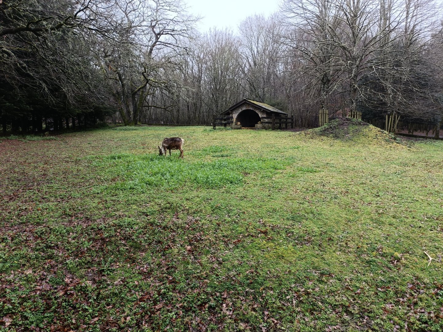 Reindeer exhibit -Marcelle Naturaleza