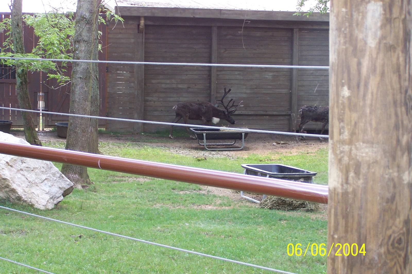 Reindeer Exhibit ~ North America
