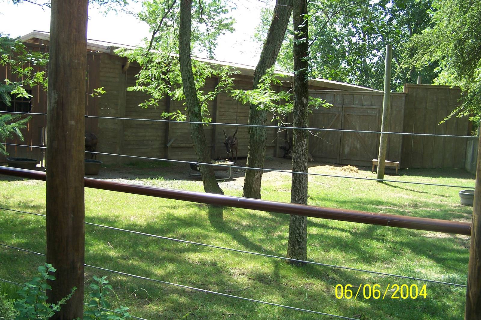 Reindeer Exhibit ~ North America