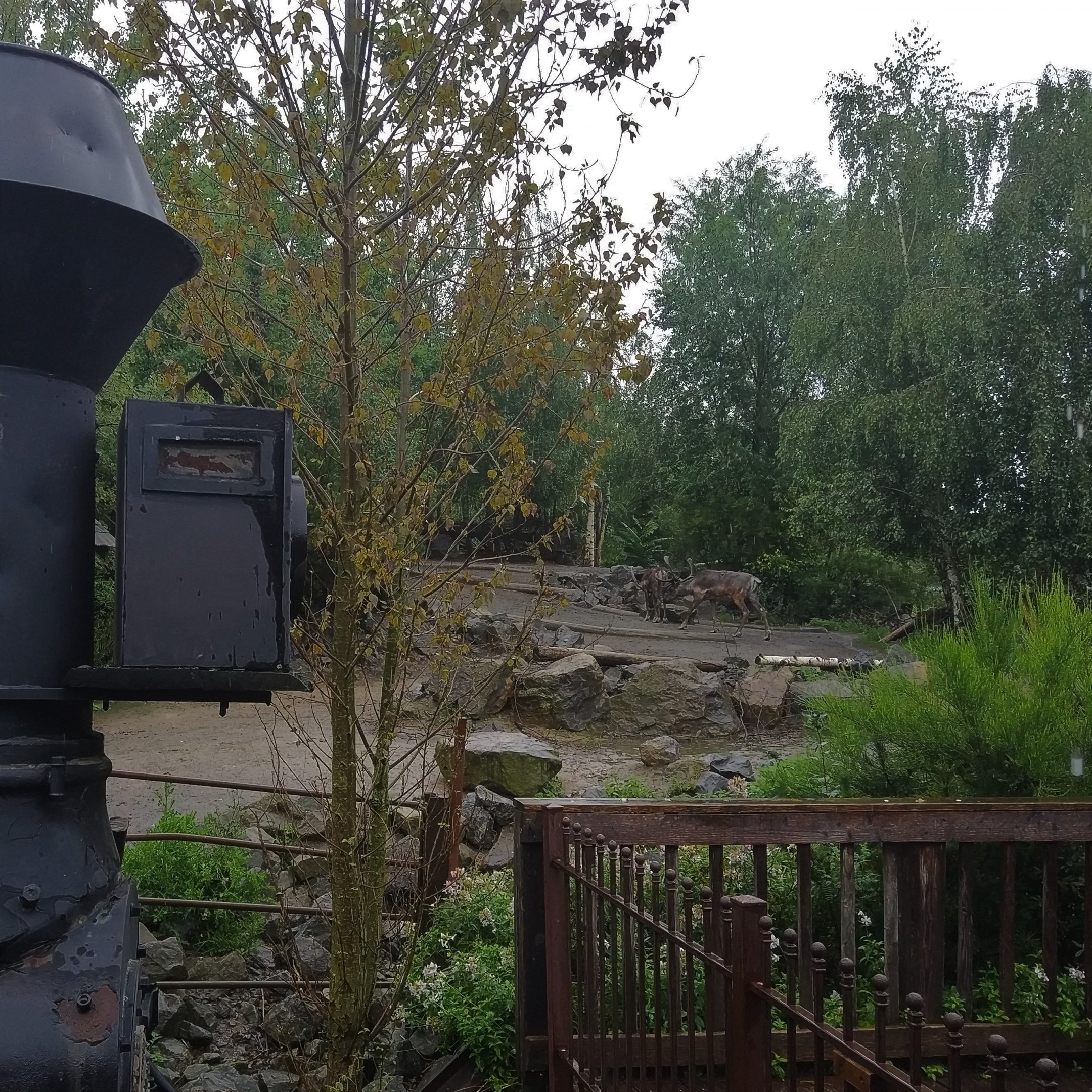 Reindeer Exhibit - North America