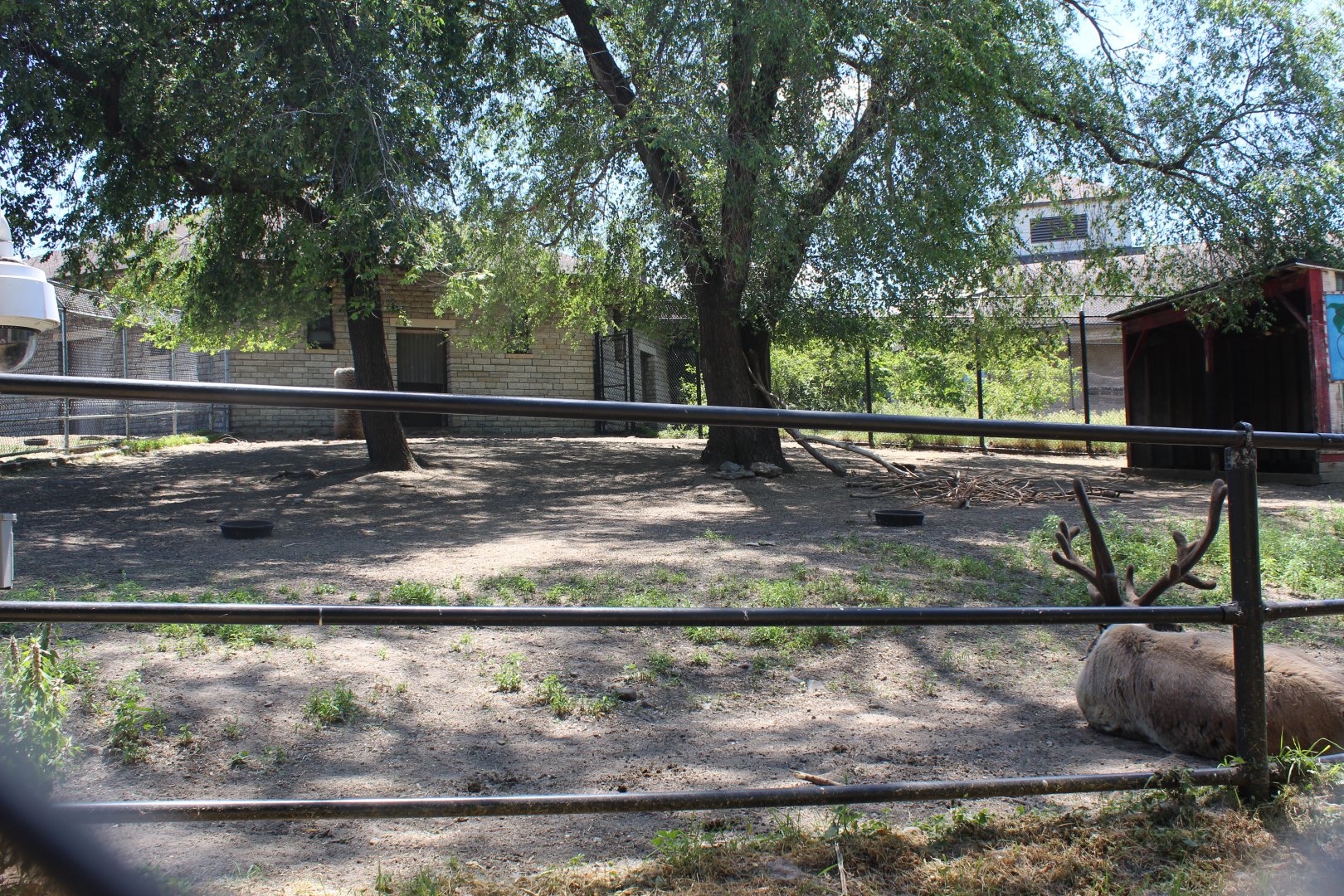 Reindeer Exhibit - Northern Hoofstock Barn