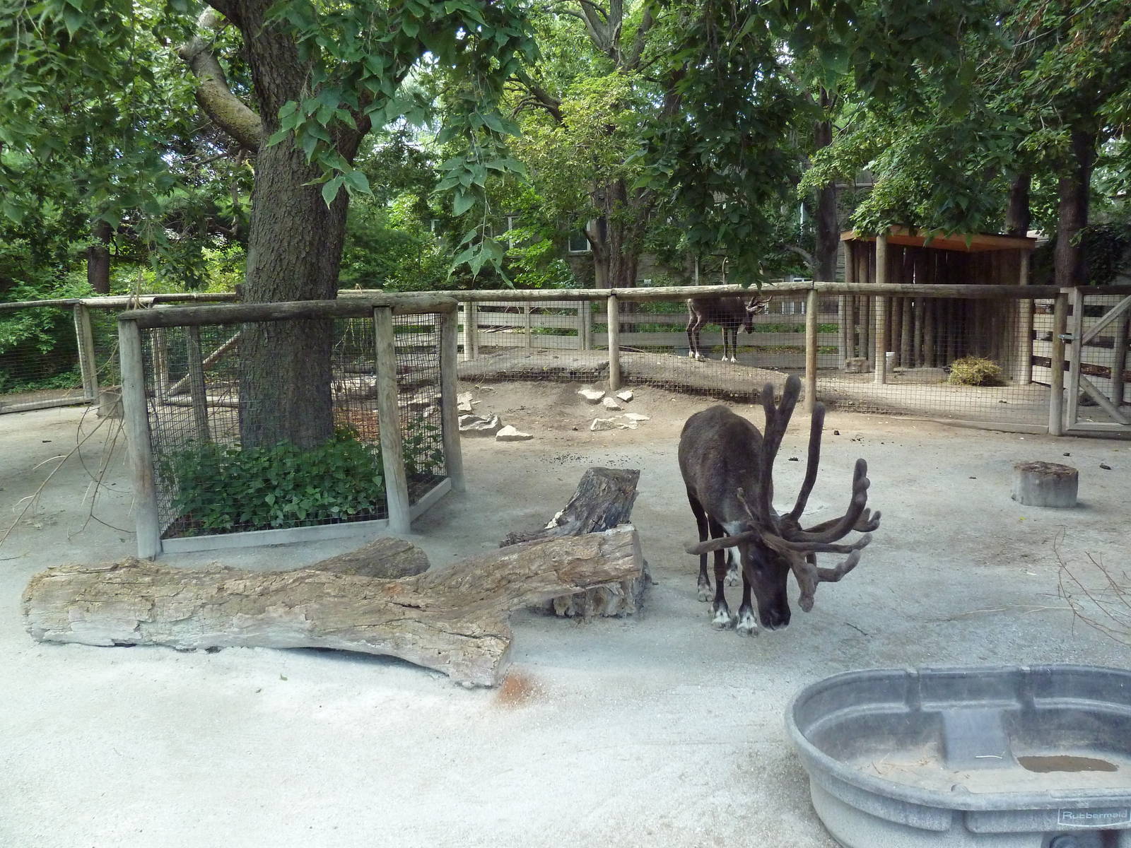 Reindeer Exhibit