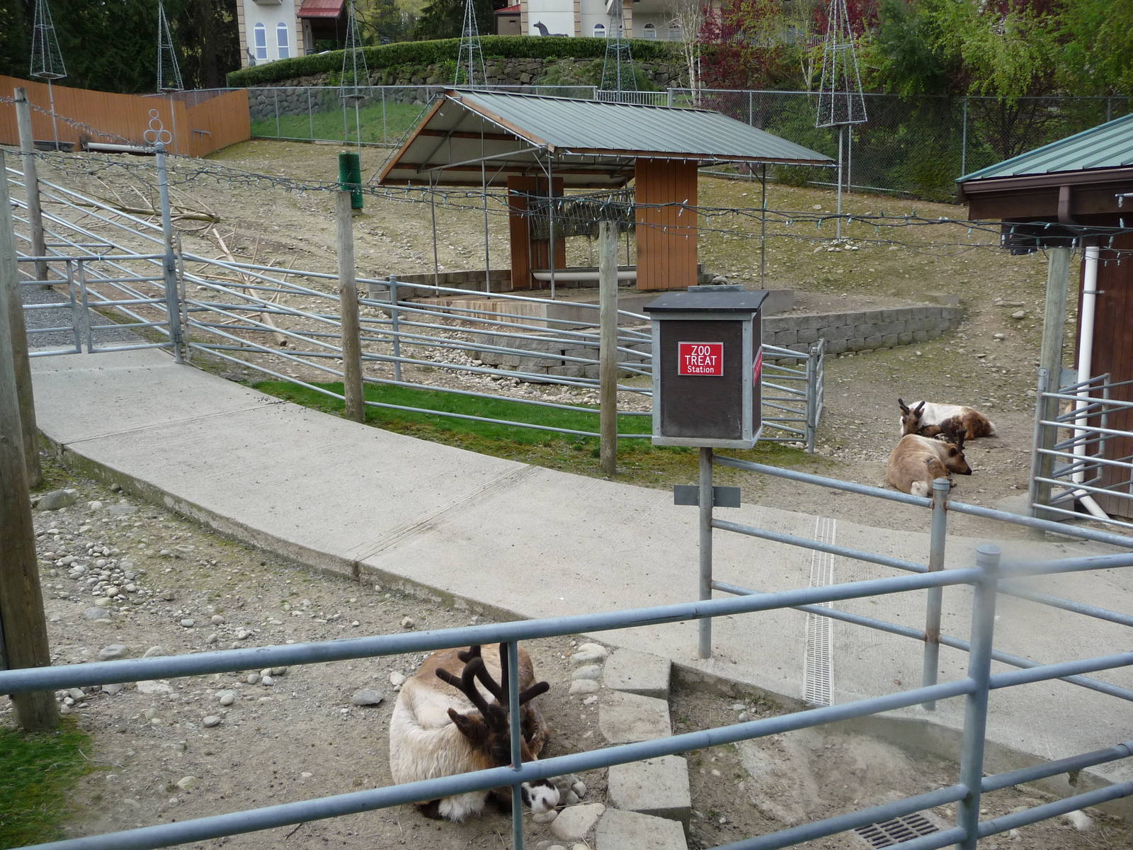 Reindeer Exhibit