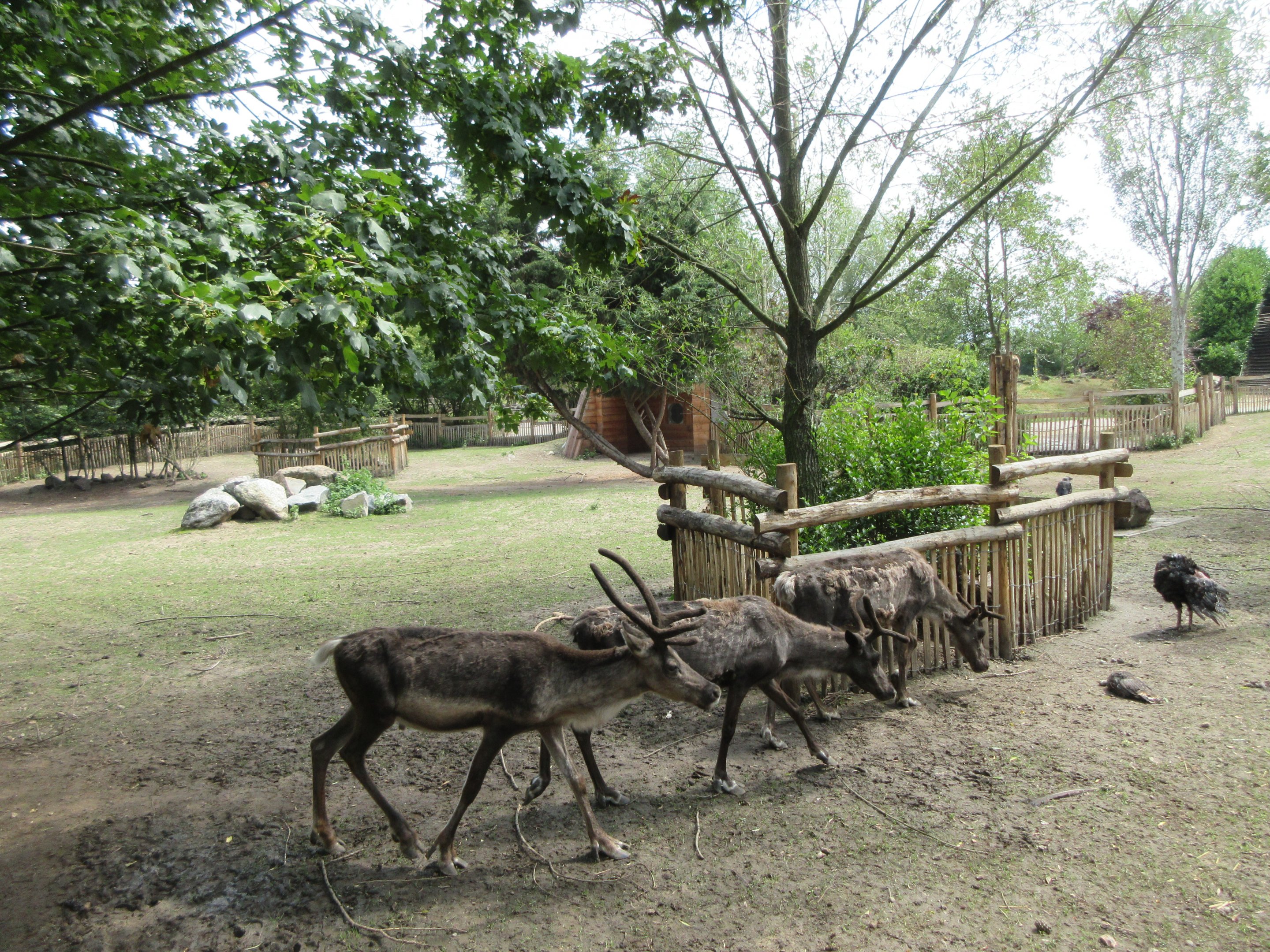 Reindeer Exhibit